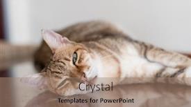  Presentation with sleep - PPT theme with old-tabby-cat-sleep background and a coral colored foreground