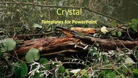  Presentation with storm - Theme having old-tree-after-storm background and a tawny brown colored foreground