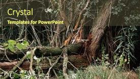  Presentation with storm - PPT theme enhanced with old-tree-after-storm background and a tawny brown colored foreground