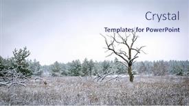  Presentation with winter forest - Amazing presentation having old tree on meadow in forest in winter time backdrop and a sky blue colored foreground