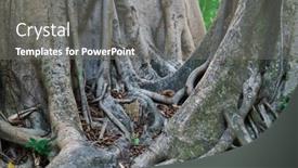  Presentation with tree roots - Presentation design with old-tree-roots-exotic-jungle background and a gray colored foreground