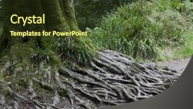  Presentation with tree roots - Slides with old tree roots golitha falls background and a tawny brown colored foreground