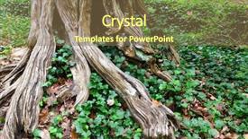  Presentation with tree roots - Theme featuring old tree roots background and a violet colored foreground