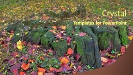  Presentation with moss - Audience pleasing slide set consisting of image of attractive young lady using the virtual reality headset over white background and showing it to camera backdrop and a light gray colored foreground