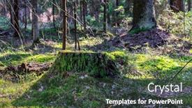  Presentation with woodland - Amazing slide deck having old-tree-stump-in-woodland backdrop and a dark gray colored foreground