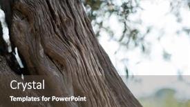  Presentation with olive trees - Slides with old-trunk-bark-olive-trees background and a tawny brown colored foreground