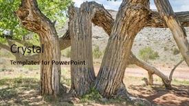  Presentation with moab - Theme enhanced with old twisted cottonwood tree background and a  colored foreground