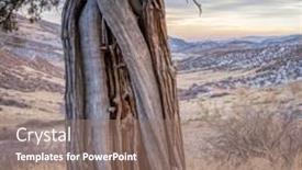  Presentation with juniper tree - Amazing PPT layouts having old-twisted-juniper-tree backdrop and a coral colored foreground