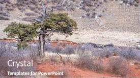  Presentation with juniper tree - Slides featuring old-twisted-juniper-tree background and a coral colored foreground