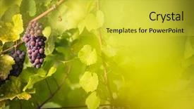  Presentation with hang - Audience pleasing presentation theme consisting of old vine in warm afternoon backdrop and a yellow colored foreground