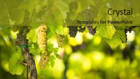  Presentation with vine wine - Audience pleasing theme consisting of old vine in warm afternoon backdrop and a gold colored foreground