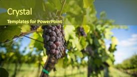  Presentation with vine wine - PPT theme featuring old vine in warm afternoon background and a tawny brown colored foreground
