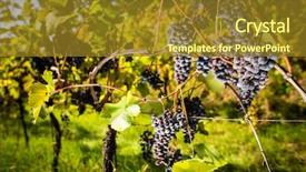  Presentation with vine wine - Amazing presentation theme having old vine in warm afternoon backdrop and a gold colored foreground