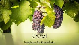  Presentation with vine wine - Presentation design having old vine in warm afternoon background and a yellow colored foreground