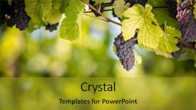  Presentation with vine wine - Presentation theme enhanced with old vine in warm afternoon background and a gold colored foreground