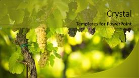  Presentation with vine wine - Amazing presentation design having old vine in warm afternoon backdrop and a gold colored foreground