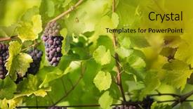  Presentation with vine wine - Beautiful presentation theme featuring old vine in warm afternoon backdrop and a gold colored foreground