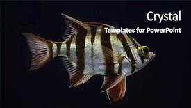  Presentation with jetty on a tropical - Cool new slide deck with old wife enoplosus armatus tropical backdrop and a black colored foreground