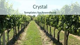  Presentation with wooden - Audience pleasing PPT theme consisting of old wineyard on wooden pickets backdrop and a  colored foreground