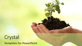  Presentation with young plant - Presentation theme enhanced with old woman and young plant background and a  colored foreground