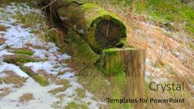  Presentation with moss - Presentation design consisting of old-wood-and-stump background and a gold colored foreground
