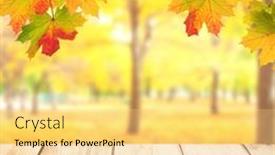  Presentation with maple leaves - PPT theme featuring old-wooden-desk-with-nature background and a blonde colored foreground