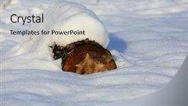  Presentation with green grass under the snow - Presentation theme having old wooden log under snow background and a light gray colored foreground