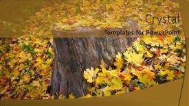  Presentation with autumn - Presentation theme having old-wooden-stump-among-autumn background and a gold colored foreground