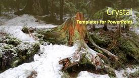  Presentation with winter forest - Presentation theme with old-wooden-stump-in-winter background and a tawny brown colored foreground