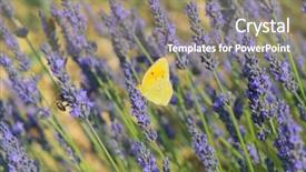  Presentation with lavender flowers - Theme enhanced with old world swallowtail - common brimstone butterfly on lavender background and a coral colored foreground
