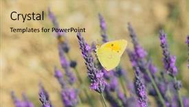  Presentation with lavender flowers - Audience pleasing presentation consisting of old world swallowtail - common brimstone butterfly on lavender backdrop and a coral colored foreground