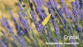  Presentation with lavender flowers - Slide deck with old world swallowtail - common brimstone butterfly on lavender background and a violet colored foreground