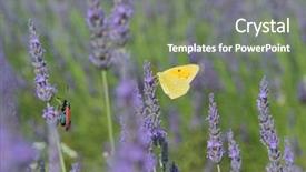  Presentation with lavender flowers - Slide set consisting of old world swallowtail - common brimstone butterfly on lavender background and a gray colored foreground