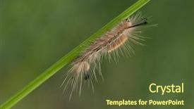  Presentation with caterpillar - Slide set featuring old world swallowtail - think and hairy caterpillar perching background and a tawny brown colored foreground