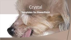  Presentation with old - Presentation with old-yorkshire-terrier-in-front background and a coral colored foreground