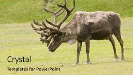  Presentation with meadow - Colorful presentation enhanced with velvet shedding his winter backdrop and a yellow colored foreground