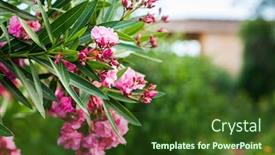  Presentation with blurred flowers - Slide set having oleander-flowers-on-green-blurred background and a tawny brown colored foreground
