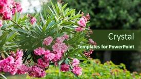 Presentation with blurred flowers - Presentation theme with oleander-flowers-on-green-blurred background and a tawny brown colored foreground