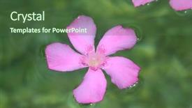  Presentation with pink river - Amazing presentation theme having oleander pink flowers floating in natural rolling stone lake river backdrop and a ocean colored foreground
