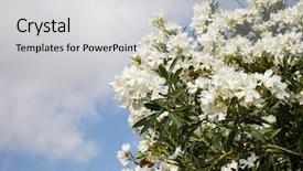  Presentation with respiration on plant - Presentation design enhanced with oleanders blooming plant with poisonous background and a light gray colored foreground