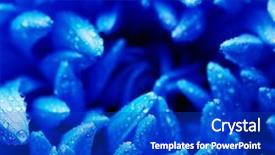  Presentation with blue flower - Colorful PPT theme enhanced with olfaction - blue flower backdrop and a royal blue colored foreground