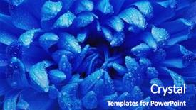  Presentation with water droplet drops on plant - Beautiful slide deck featuring olfaction - chrysanthemum with water drops backdrop and a royal blue colored foreground