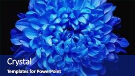  Presentation with chrysanthemum - Audience pleasing slide deck consisting of olfaction - fresh chrysanthemum backdrop and a royal blue colored foreground