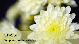  Presentation with chrysanthemum - Beautiful presentation design featuring olfaction - tender chrysanthemum backdrop and a soft green colored foreground