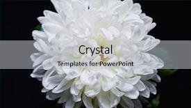  Presentation with chrysanthemum - Amazing slide set having olfaction - white chrysanthemum backdrop and a light gray colored foreground
