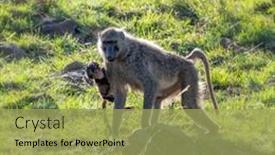  Presentation with olive green - Slide deck having olive-baboon-and-baby background and a yellow colored foreground