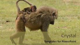 Presentation with mothers - Slide deck consisting of olive-baboon-baby-riding background and a gold colored foreground