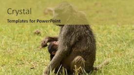  Presentation with nursing - Slides with olive-baboon-nursing-papio-anubis background and a yellow colored foreground