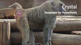  Presentation with olive - Amazing PPT layouts having olive baboon papio anubis also backdrop and a gray colored foreground