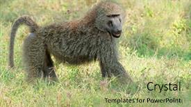  Presentation with olive - PPT layouts featuring olive baboon papio anubis lake background and a mint green colored foreground